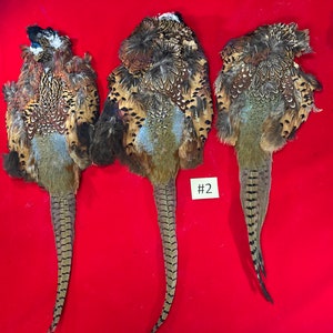 May include: Three pheasant tail feathers with brown, black, and white markings. The feathers are arranged vertically on a red surface. The middle feather has a tag with the number "#2" on it.