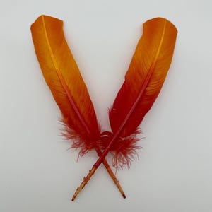 May include: Two orange and red feathers with a gradient of color from red to orange. The feathers are crossed at the quill ends.