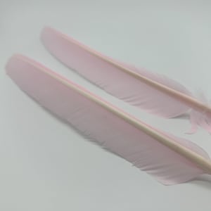 May include: Two pink feathers with a white stripe down the center. The feathers are soft and delicate.