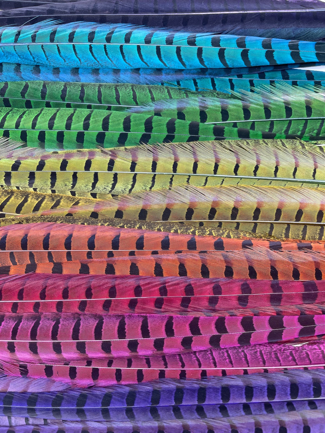 Ringneck Pheasant Tail Feathers Overdyed Colorful Etsy