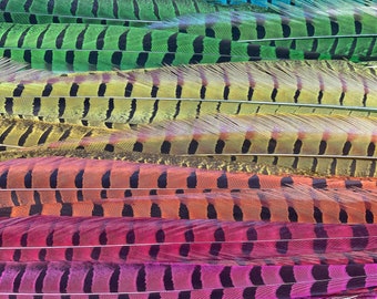 Ringneck Pheasant Tail Feathers OverDyed - Colorful