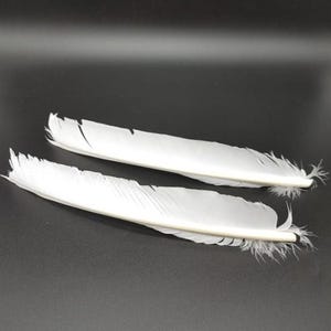 May include: Two white feathers with a natural quill tip. The feathers are long and slender, with a soft, fluffy texture.