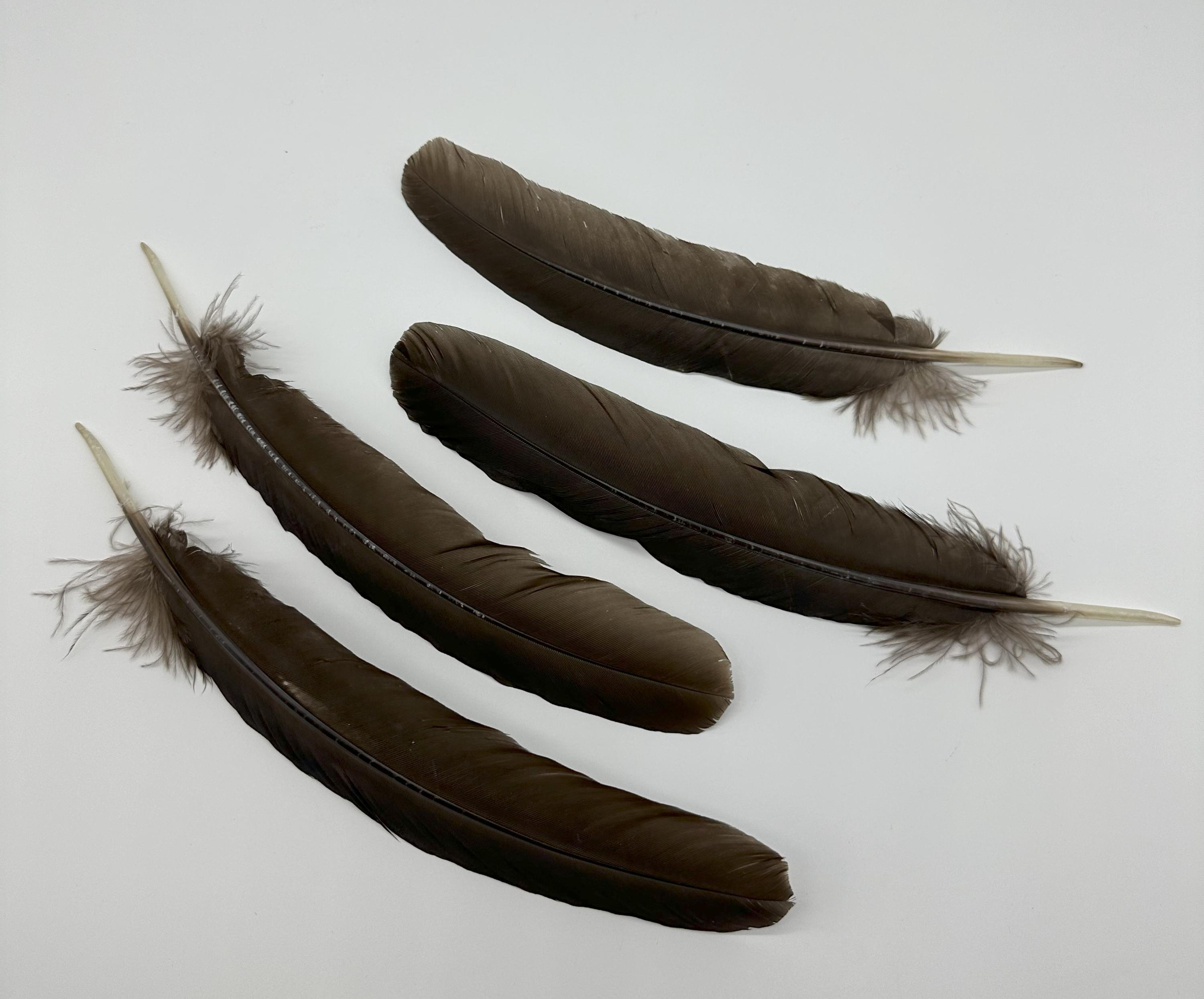 Turkey Quills in Spanish Black - Natural, Hat Accessory, DIY Crafting, Burning Man, Smudge Ceremony