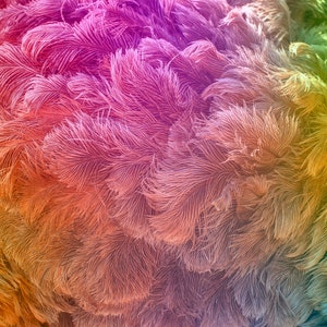 May include: A close-up of a collection of colorful feathers. The feathers transition from shades of pink and purple to orange, yellow, and green. The texture of the feathers is soft and fluffy, creating a vibrant and eye-catching display.