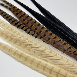 Ringneck Pheasant Tail Feathers Neutral Colors