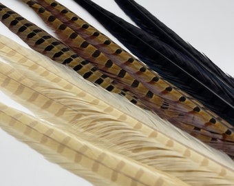 Ringneck Pheasant Tail Feathers Neutral Colors