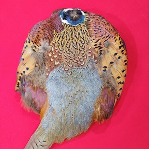 May include: A brown, gray, and black pheasant with a red background. The pheasant's feathers are spread out, showing the intricate patterns and colors.