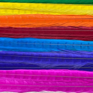 May include: A close-up of a collection of colorful feathers. The feathers are arranged horizontally, showcasing a spectrum of vibrant colors including green, yellow, orange, red, blue, purple, and white. The texture of the feathers is visible.
