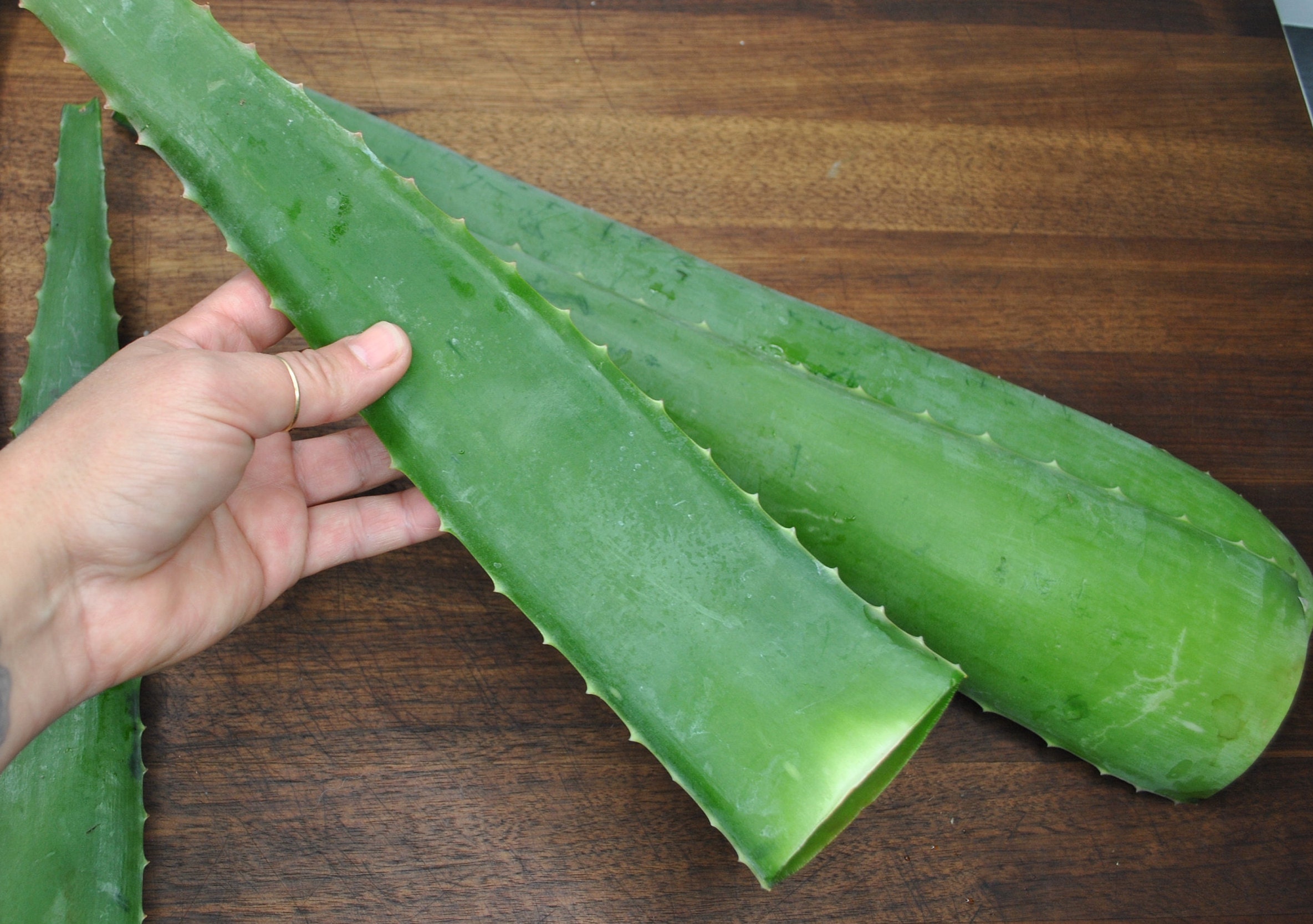 Aloe Vera Leaf|wild Grown|medicinal|succulent|whole Leaf|barbadensis - Etsy