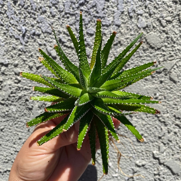 Rooted Zebra Succulent Plant|Zebra Plant|Zebra Succulent|Live Plant|Zebra|Aloe|Easy Care