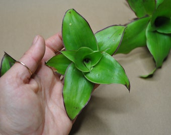 Callisia|Basket Plant|Chain Plant|Inch Plant|Rooted Plant|Callisia Plant|Plant|Roselings