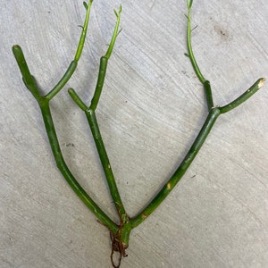 Fire Stick Succulent-Euphorbia Plant-Euphorbia Succulent-Pencil Cactus Succulent Plant