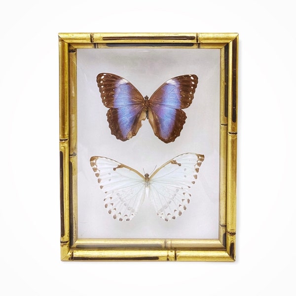 Vintage Taxidermy Real Morpho Butterflies Mounted Under Glass Framed Art 10” x 7.5”