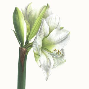 White Amaryllis, Botanical Art Print, Watercolour, Gift for Her