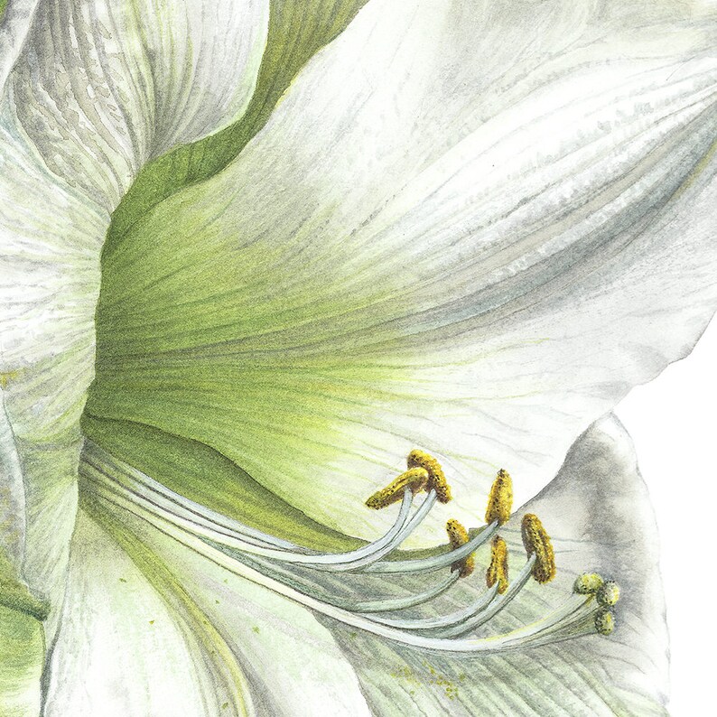 White Amaryllis Botanical Art Print Watercolour Gift for - Etsy