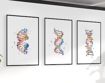 May include: Three framed prints of colorful DNA helixes on a white wall in a modern office setting. The prints are in black frames and are hung in a row.