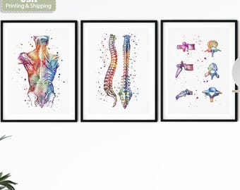 Physical Therapy Wall Art – Set of 3 Anatomy Prints for Physiotherapy & Chiropractic Clinic Decor