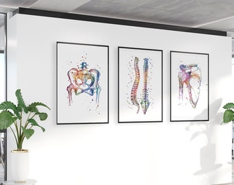 Gift for Chiropractor - Anatomical Watercolor Prints Set of 3 - Orthopedic Surgeon office decor - Pelvis, Spine and Shoulder joint posters