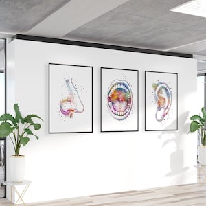 Arte de otorrinolaringología Conjunto de 3 grabados / Decoración del consultorio médico otorrinolaringólogo / Carteles médicos de acuarela vibrante oreja, nariz y garganta / Arte de pared de anatomía humana