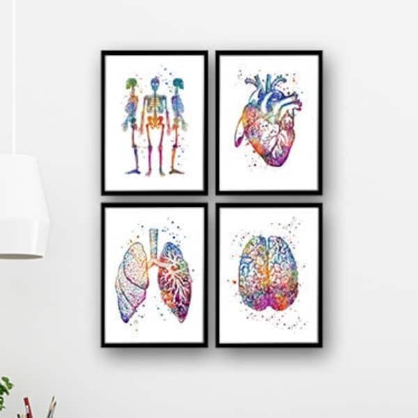 Anatomie aquarelafdrukken, set van 4 posters voor wanddecoratie medische praktijk
