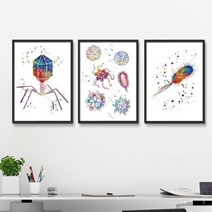 May include: Three framed watercolor illustrations of microscopic organisms. The first image shows a bacteriophage with a colorful icosahedral head and tail fibers. The second image shows a collection of bacteria and viruses. The third image shows a single bacterium with a colorful, spiral shape.