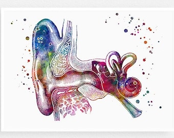 Audiology Art Audiologist Gift Human Ear Anatomy Watercolor Print Doctor ENT Office Decor