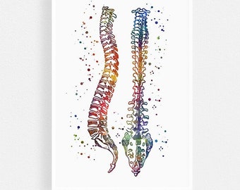 Chiropractic Clinic Decor Human Spine Watercolor Print Wall Art for Chiropractor Office