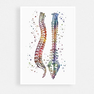 Chiropraktik Klinik Dekor Menschliche Wirbelsäule Aquarell Druck Wandkunst für Chiropraktiker Büro