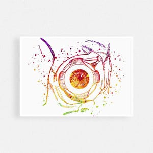 Oog anatomie aquarel Art Print - spieren van de menselijke oogbol - oogheelkunde poster - oogarts kantoorinrichting - interieur oogkliniek