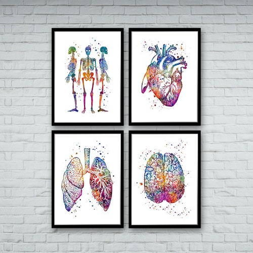 Anatomy Art Set of 3 Heart Brain Lungs Watercolor Prints - Etsy