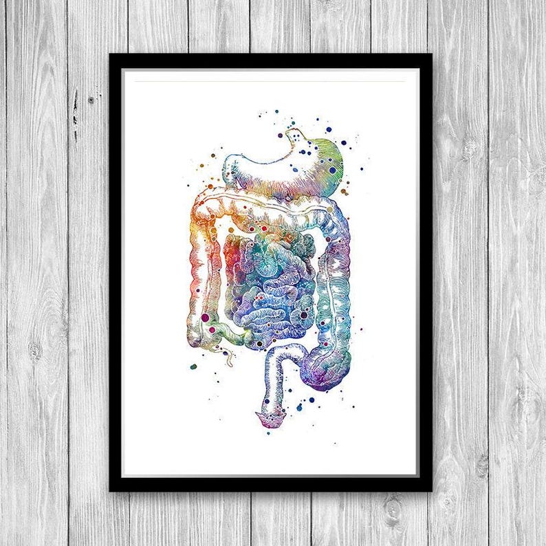 Gastroenterology Art - Anatomy Art - Digestive System Watercolor Print ...