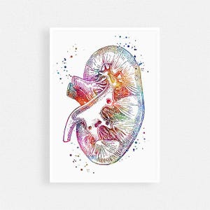 Kidney art print, Urology art, Urologist Office Decor, Nephrology Art Watercolor Poster