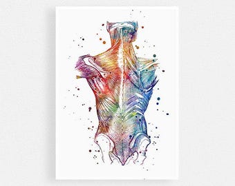 Stampa artistica ad acquerello con anatomia dei muscoli della schiena - Poster del sistema muscolare per l'arredamento dello studio medico