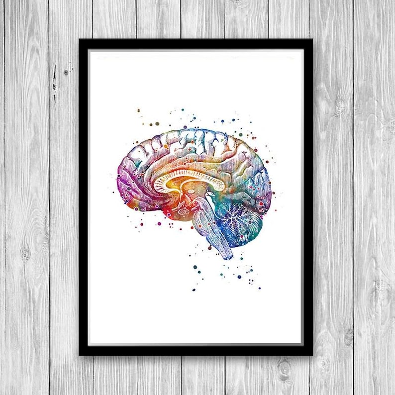 Neuroanatomy Art Print | Brain Anatomy Cross Section | Watercolor ...