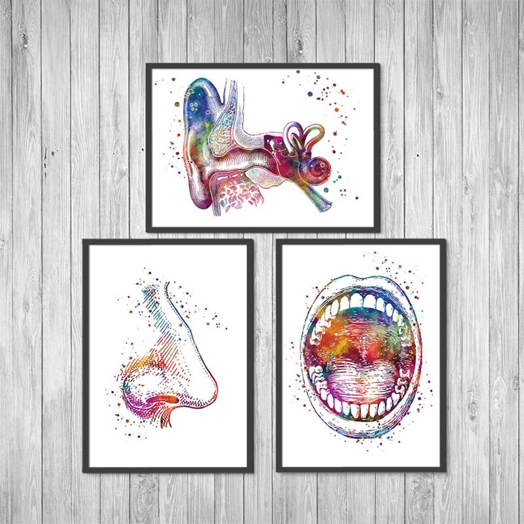 Ear Nose and Throat Watercolor Print Set of 3 ENT Doctor