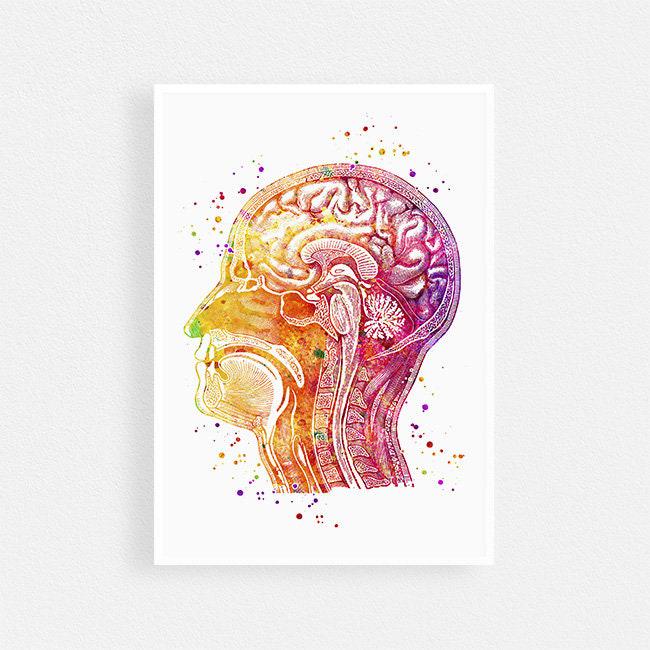 Human Anatomy Head Poster, Longitudinal Section Watercolor Print, Brain ...