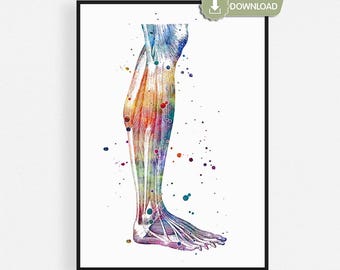 Lower Leg Anatomy Print, Watercolor Leg Muscles Art, Foot & Ankle Poster, Physical Therapy Office Decor, Orthopedic Gift, Digital Download