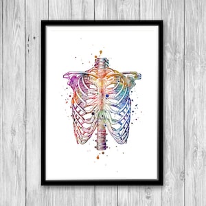 Human Chest Skeleton Rib Cage Thorax Anatomy Art Watercolor Print School Clinic Poster Medical Student Gift