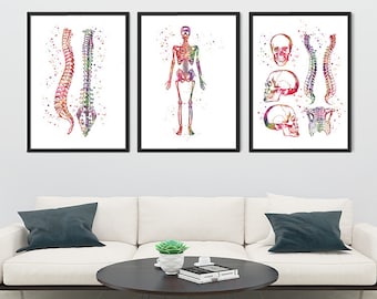 Chiropractic Clinic Wall Art Decor Set of 3 Prints Watercolor Human Spine Skeleton Skull Chest Orthopedic surgery Medical Art