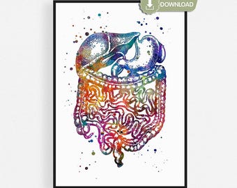 Digestive System Printable, Watercolor Anatomy Poster, Gastroenterology Wall Art, Medical Student Gift