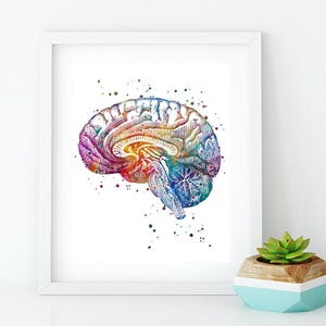Neuroanatomy Art Print | Brain Anatomy Cross Section | Watercolor ...