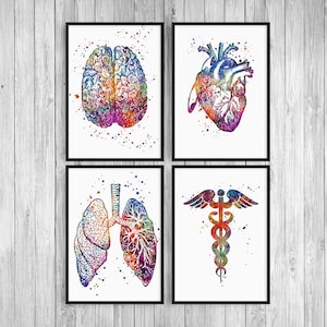 Decoração de consultório médico - Conjunto de arte de anatomia com 4 impressões em aquarela - Decoração de escritório médico escolar