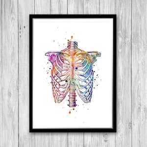 Human Chest Skeleton Rib Cage Thorax Anatomy Art Watercolor Print School Clinic Poster Medical Student Gift