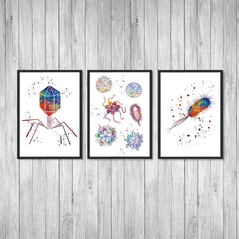 May include: Three framed watercolor illustrations of different types of microbes. The first image shows a bacteriophage with a colorful icosahedral head and tail fibers. The second image shows a collection of different microbes, including a coccus, a bacillus, a spirillum, and a virus. The third image shows a single bacillus with a colorful, watercolor-like appearance.