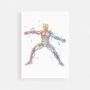 Muscles of the body | Human Anatomy Art Print | Muscular System Anatomical Poster | Medical Colorful Artwork for Doctor Office Wall Decor