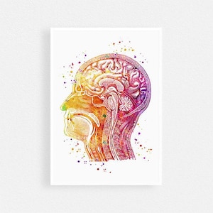 Human Anatomy Art, Head Longitudinal Section Watercolor Art Print