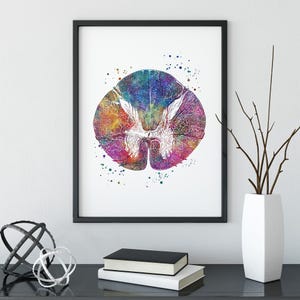 Neuroscience art, Spinal Cord Cross Section Watercolor Print, Neurosurgeon Office Decor, Human Anatomy multicolored poster, nervous system