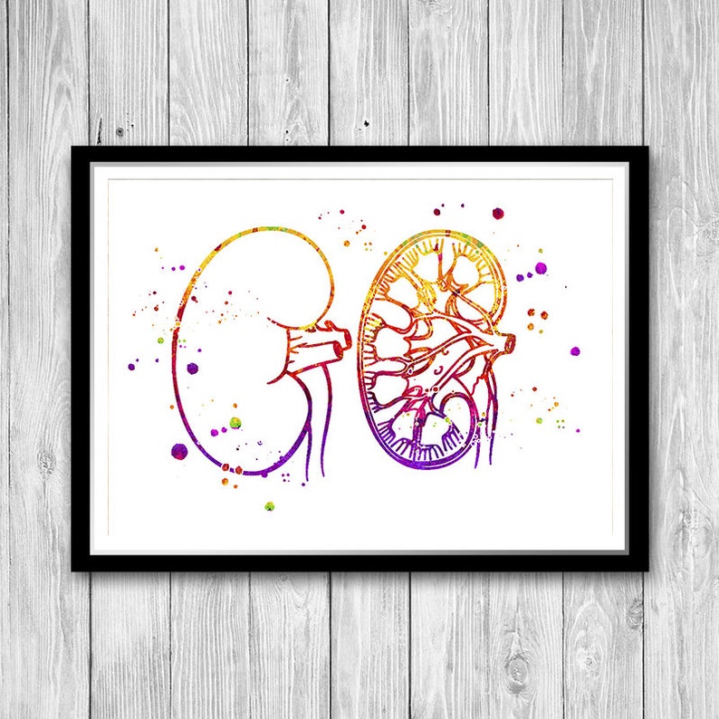 Urology Art Kidney Anatomy Art Print Etsy