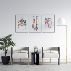Chiropractor Office Decor, Anatomical Watercolor Prints Set of 3, Pelvis Spine and Shoulder joint multicolored artwork, Physiotherapy poster