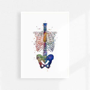 Skeleton torso Chiropractic art watercolor print, Therapist gift, Doctor office decor